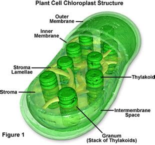 Chloroplast - Plant Cells - Organelles