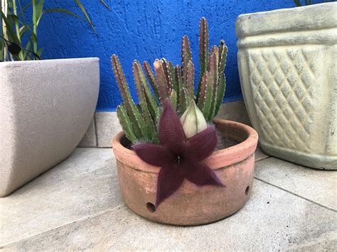 Cuidado Ptimo Para La Flor De Estrella De Mar Consejos Esenciales