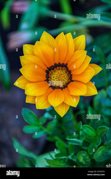 African Gazania Daisy In The Garden In The Backyard African Flower