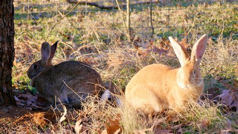 Heavenly Meadows Rabbitry Holland Lops Lionheads And Flemish Giants For