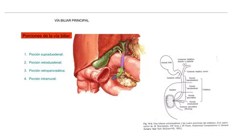 Anatomia Quirurgica Via Biliar Pptx Descarga Gratuita