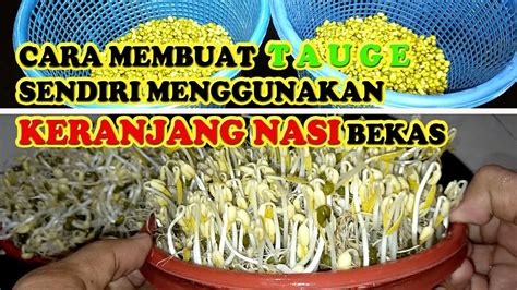 Cara Membuat Tauge Kacang Hijau Gemuk Ilmu