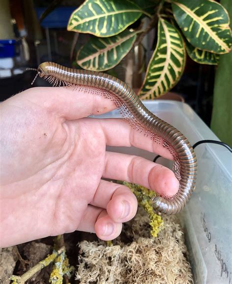 Giant Olive Millipede (Telodeinopus aoutii) • Small Exotic Farm