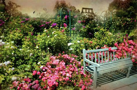 The Rose Bench Photograph By Diana Angstadt