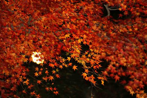 紅葉のライトアップです。 お花のほのぼの写真館 楽天ブログ