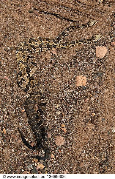 Timber Rattlesnakes (Crotalus horridus) have a range from New Hampshire ...