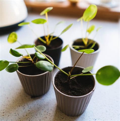 How To Propagate Chinese Money Plant Pilea Peperomioides Easy