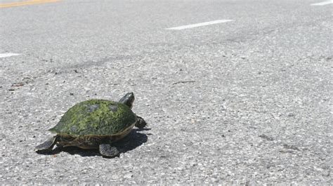 Why Do Turtles Cross Roads Mississippi State University Extension