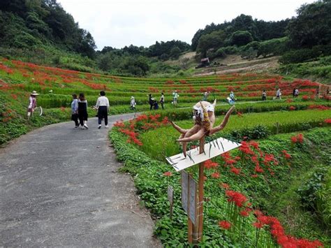 彼岸花 咲く