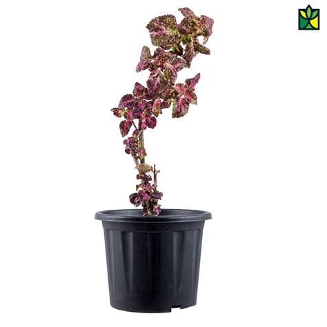 Acalypha Wilkesiana Order Online