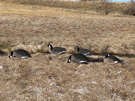 Prairiewind Decoys. **NEW** FULLY FLOCKED Canada Goose Silhouette ...