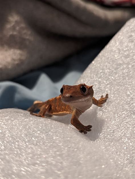 new crested gecko not eating : r/CrestedGecko