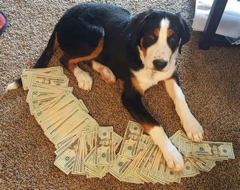 Funny Dog Pics & Videos: Upvote money dog or you will have bank ...