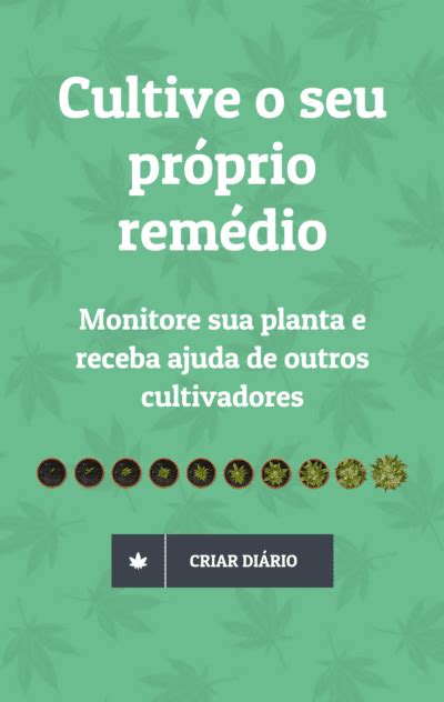 Topping Poda Top Ou Apical Na Cannabis Di Rio Medicinal