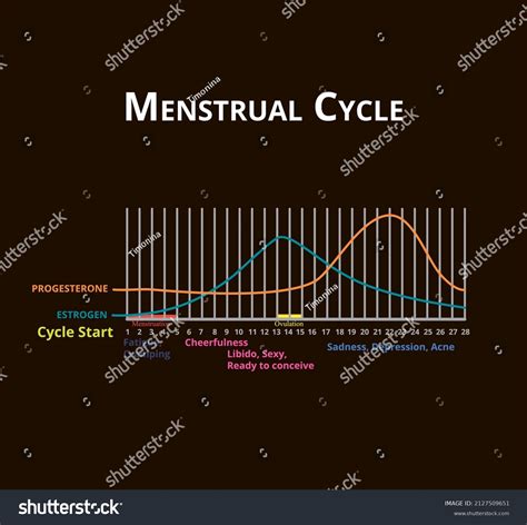 Menstrual Cycle Menstruation Ovulation Hormones Estrogen Stock