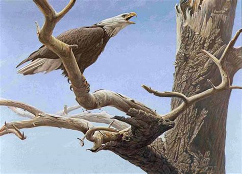 Call Of The Wild Bald Eagle By Robert Bateman