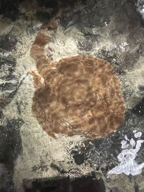 marble electric torpedo ray  disk nyaquatic