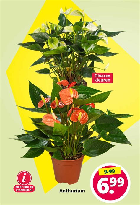 Anthurium Aanbieding Bij GroenRijk 1Folders Nl