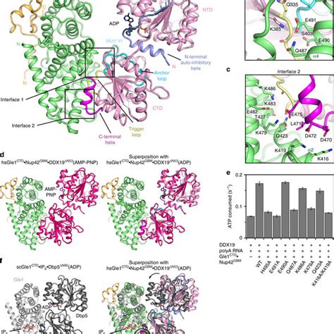 Structure Of The Human Gle Ctdnup Gbmddx N Complex A Crystal