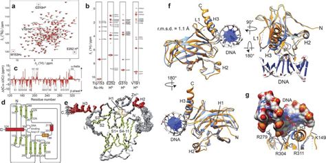 Nmr Structure Of P63 Dna Binding Domain Dbd A 2d 15 N 1