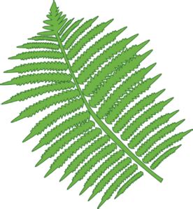 Free Fern Cliparts, Download Free Fern Cliparts png images, Free ClipArts on Clipart Library