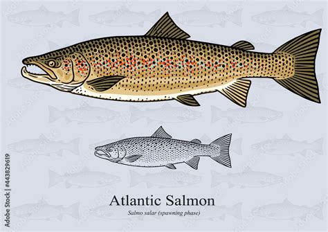 Atlantic Salmon Spawning