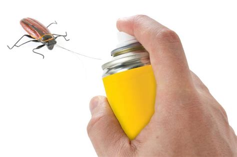 Comment Fabriquer Son Propre Insecticide Naturel