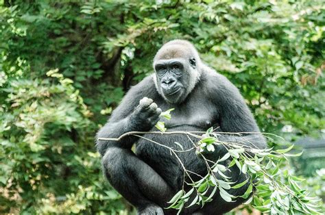 Gorilla Trekking Rules Bonobos African Safari Holidays