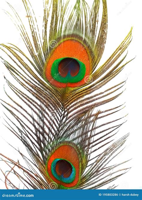 Peacock Feather Or Morpankh With White Background Stock Photo Image