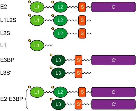 Schematic Representation Of The Domains Of The Human Pyruvate Download Scientific Diagram