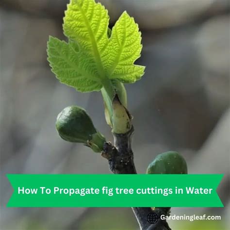 Master The Art Of Propagating Fig Tree Cuttings In Water