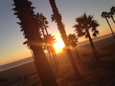 Premium Photo Tilt Image Of Silhouette Coconut Palm Trees On Beach