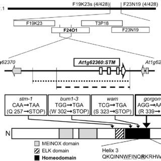 The Gor Mutant Carries A Missense Mutation In The Stm Gene A The Gor