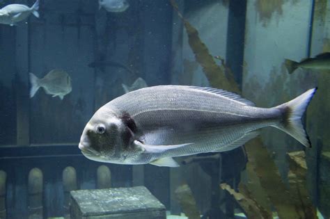 Gilthead Sea Bream Animals Discover Bristol Aquarium