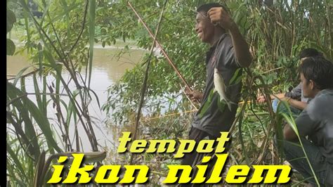 Mancing Ikan Nilem Di Sungai Youtube