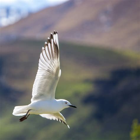 500+ Flying Bird Pictures | Download Free Images on Unsplash