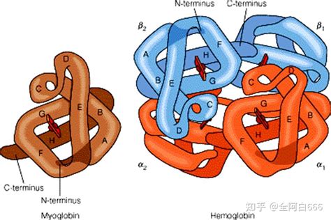 蛋白质结构和功能的关系？ 知乎