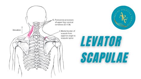 Levator Scapulae Shoulder Girdle Origin Insertion Movements