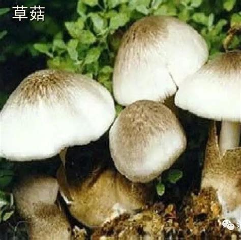 【真菌界全系列 36】伞菌目—光柄菇科 知乎