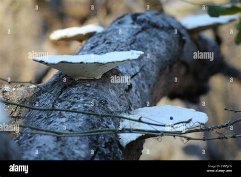 Shelf Fungi Polyporales Fungi Stock Photo Alamy