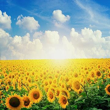 Sunflower Field Backgrounds