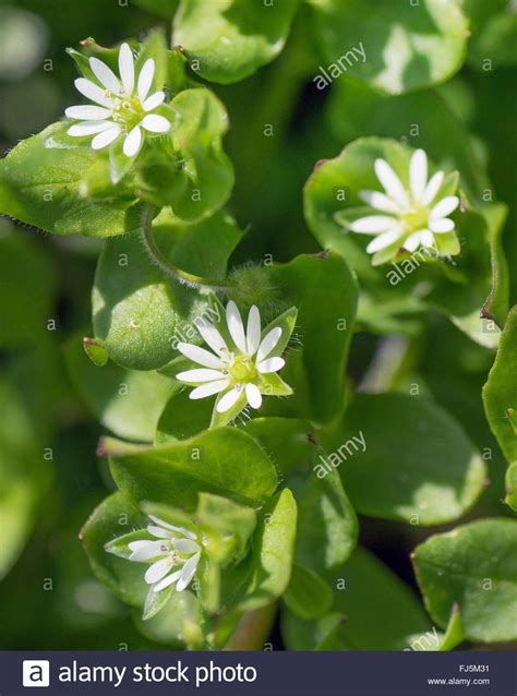 Common Chickweed Stellaria Media Blooming Germany Bavaria