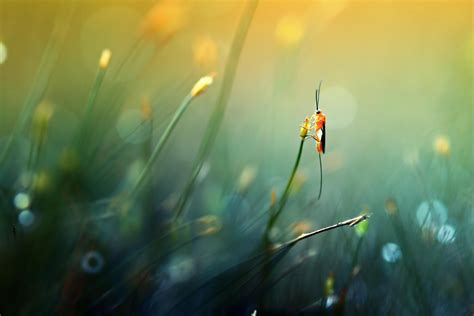 Wallpaper Sunlight Leaves Nature Reflection Grass Yellow Flowers Plants Insect Green