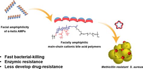 Main Chain Cationic Bile Acid Polymers Mimicking Facially Amphiphilic