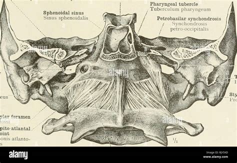 Jugular Foramen Hi Res Stock Photography And Images Alamy