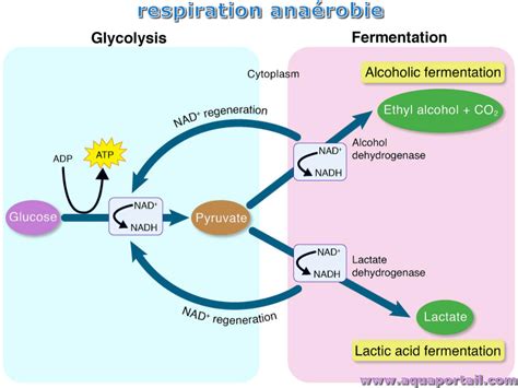 Brachypnée et bradypnée définitions et explications