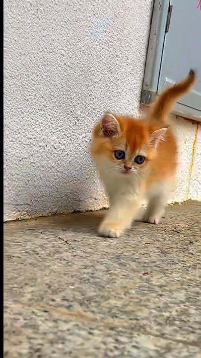 My Cute Cats 🐈🐈🔥🔥shorts Cat Catvideos Youtubeshorts Kitten