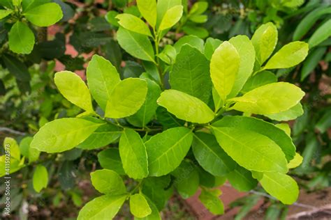 Leaves Of The Yerba Mate Ilex Paraguariensis Plant In Puerto Iguazu