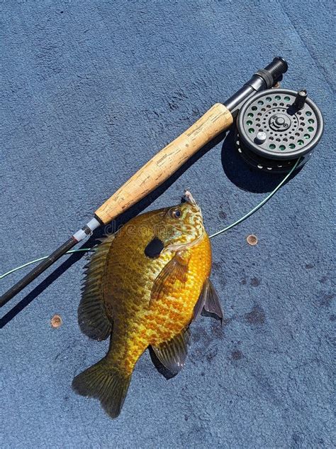 Fly Rod And Reel And Panfish Flyfishing Stock Image Image Of Catch