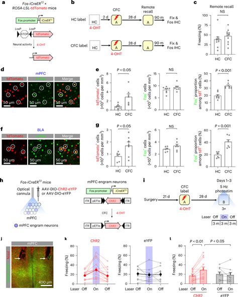 Activity Dependent Labeling Identified Mpfc Engram Neurons Whose